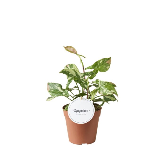 Syngonium Tricolor