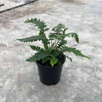 Polystichum Polyblepharum 11cm (Buiten varen, Garden Fern)