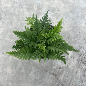 Polystichum tsussimense 'Korean Rock Fern' 11cm (Buiten varen, Garden Fern)