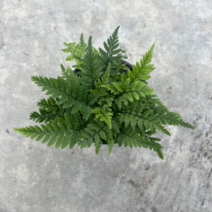 Polystichum tsussimense 'Korean Rock Fern' 11cm (Buiten varen, Garden Fern)