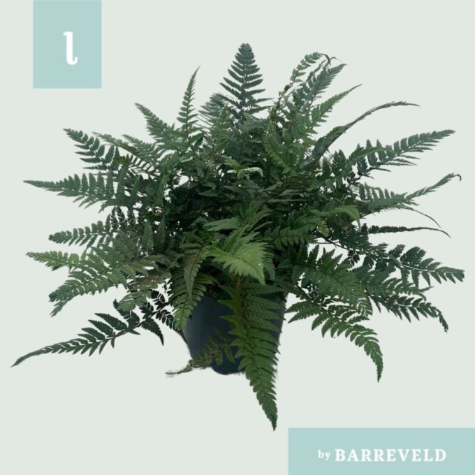 Polystichum tsussimense 'Korean Rock Fern' 17cm (Buiten varen, Garden Fern)