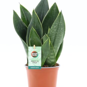 Sansevieria Black Diamond