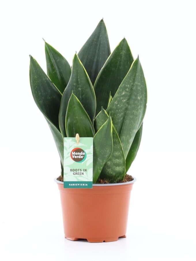Sansevieria Black Diamond