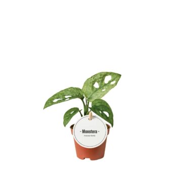 Monstera Adansonii Mint