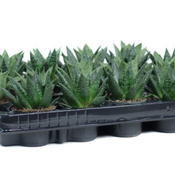 Aloe / Gasteria mix
