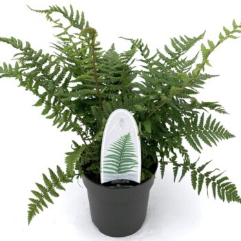Dryopteris affinis