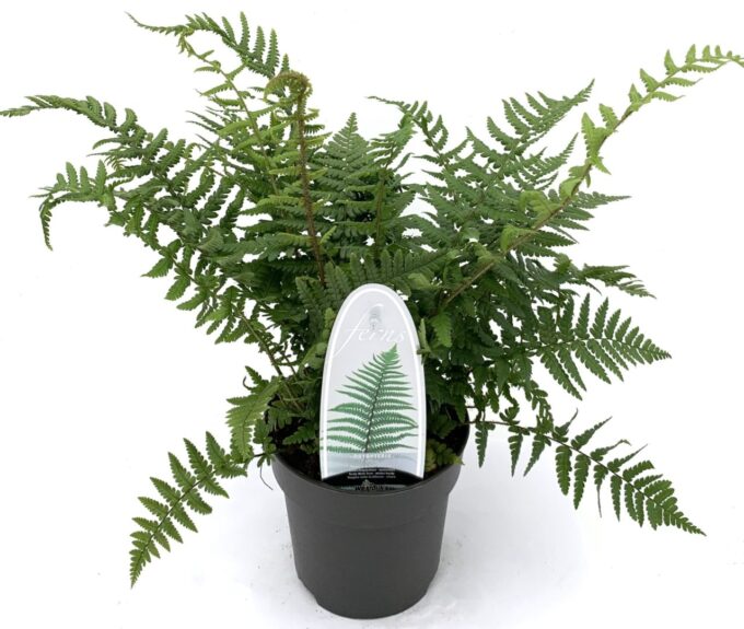 Dryopteris affinis