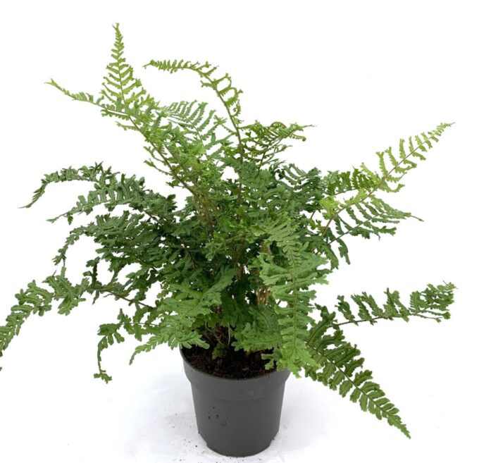 Dryopteris aff. 'Cristata the King'