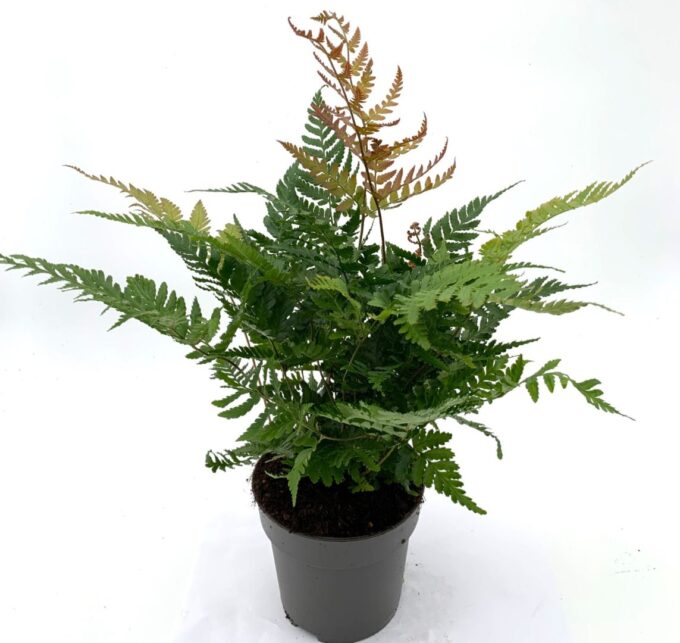 Dryopteris erythrosora 'Brilliance