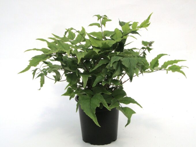 Cyrtomium fortunei var. clivicola