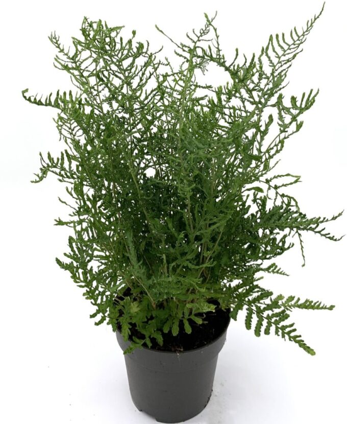 Dryopteris f-m 'Lin. Polydactyla