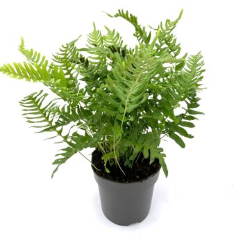 Polypodium vulgare