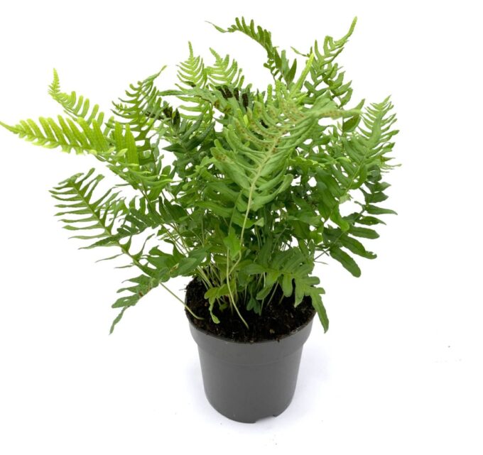 Polypodium vulgare