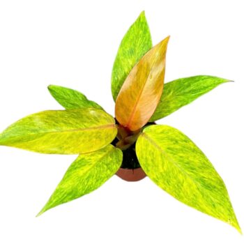 Philodendron Orange Marmelade