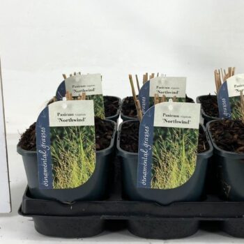 Panicum virgatum 'Northwind