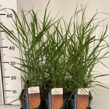 Panicum virgatum 'Rehbraun