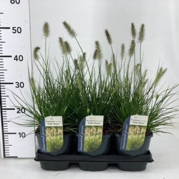 Pennisetum alopecuroides 'Little Bunny