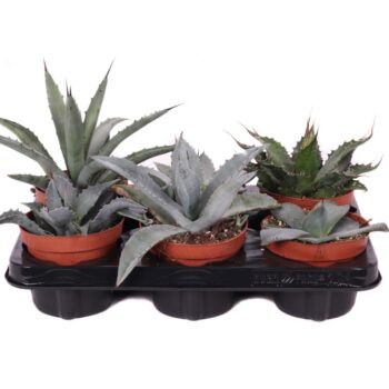 Agave mix