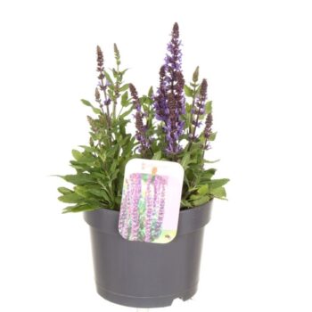 Salvia nemorosa Synchro Blue