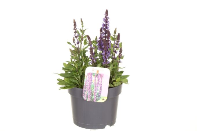 Salvia nemorosa Synchro Blue
