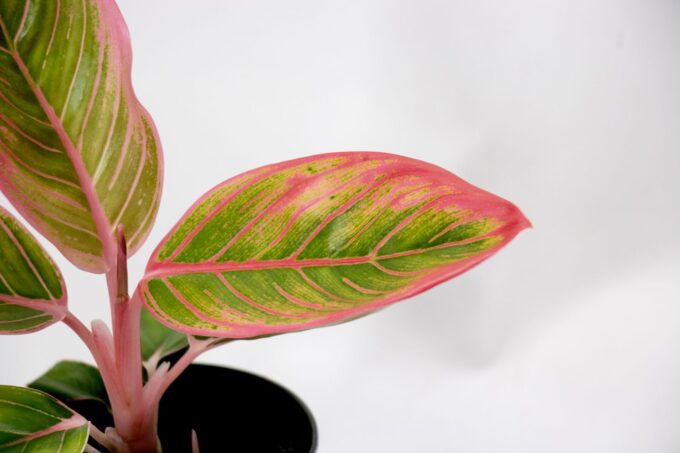 Aglaonema Electra