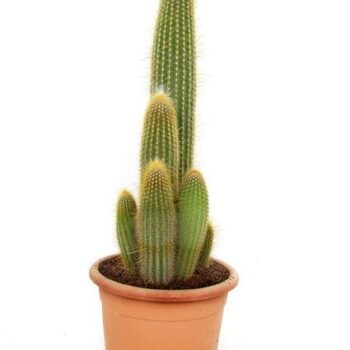 Vatricania Guentherii