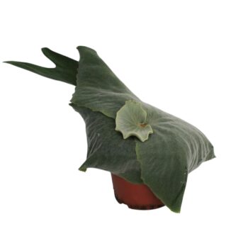 Platycerium Superbum (Giant Staghorn)
