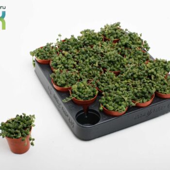 Senecio Rowleyanus