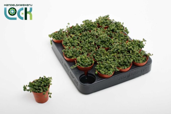 Senecio Rowleyanus