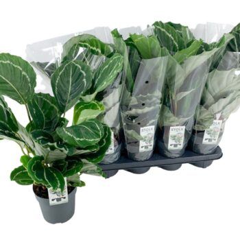 Calathea Roseopicta Green