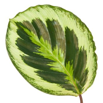 Calathea Shinestar