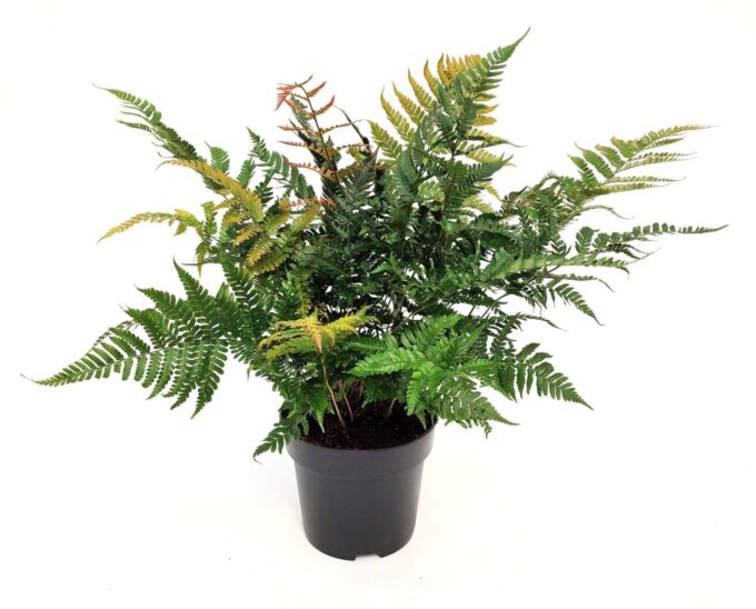 Dryopteris erythrosora 'Brilliance'