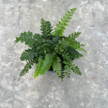 Polystichum Polyblepharum 14cm (Buiten varen, Garden Fern)