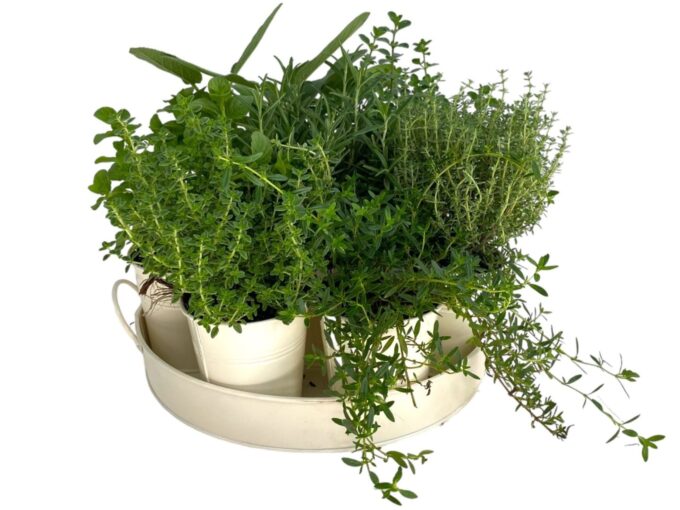 Kruiden mix op zink dienblad (7 planten)