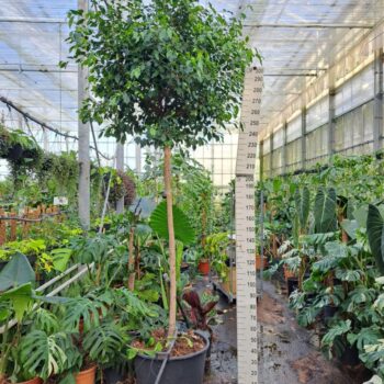 Ficus Nitida