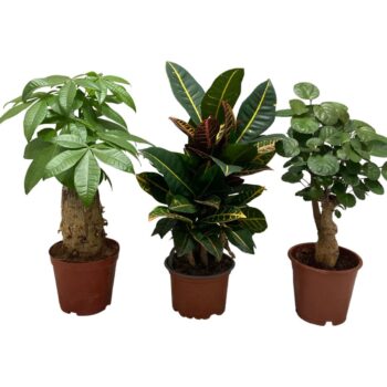 Woodmix 3 species
