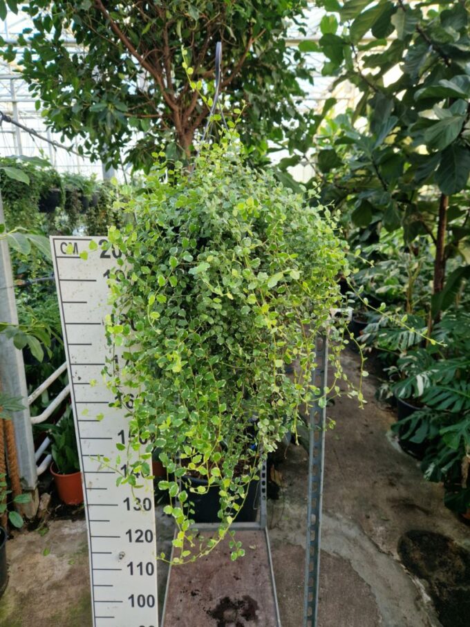 Ficus Pumila 'White Sunny'