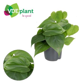 Philodendron Scandens