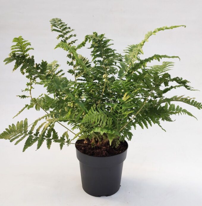 Dryopteris filix-mas