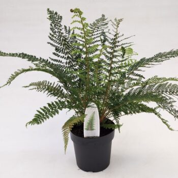 Polystichum set. 'Proliferum'