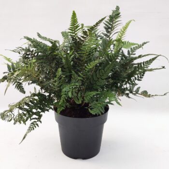 Polystichum tsus-simense ES19 3,0l