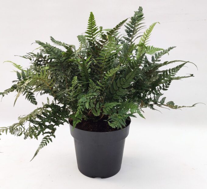 Polystichum tsus-simense ES19 3,0l
