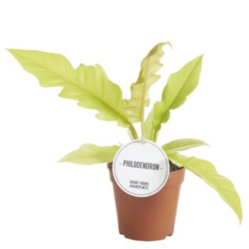Philodendron Gergaji Golden Saw