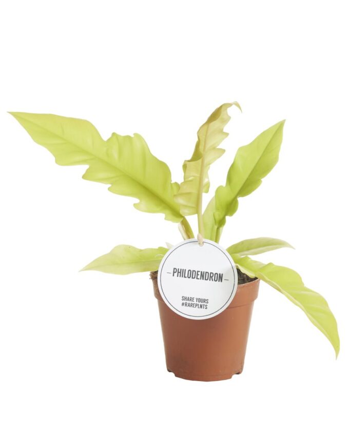 Philodendron Gergaji Golden Saw