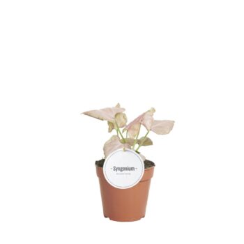 Syngonium Strawberry
