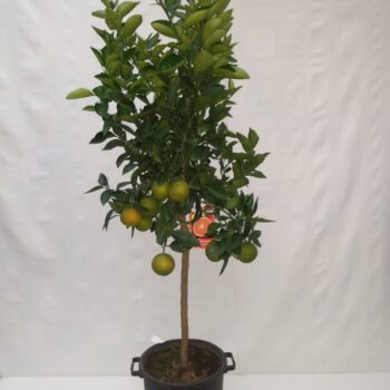 citr appelsien 35