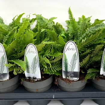 Blechnum spicant