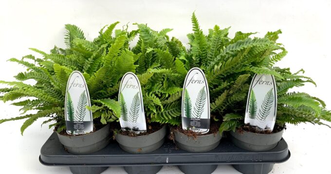 Blechnum spicant
