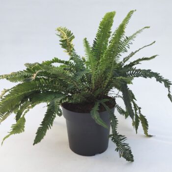 Blechnum spicant