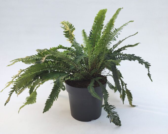 Blechnum spicant